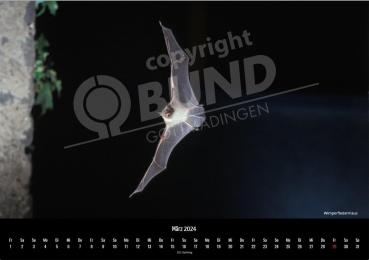 Fledermauskalender für 2023 - März
